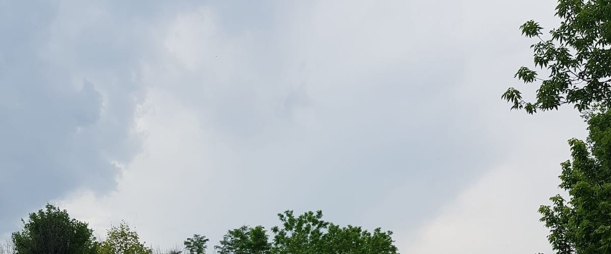 Two horses grazing on a grassy hillside with trees in the background.