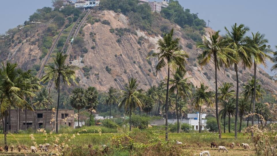 A hilly landscape with palm trees, a herd of sheep, and a building on the hilltop.