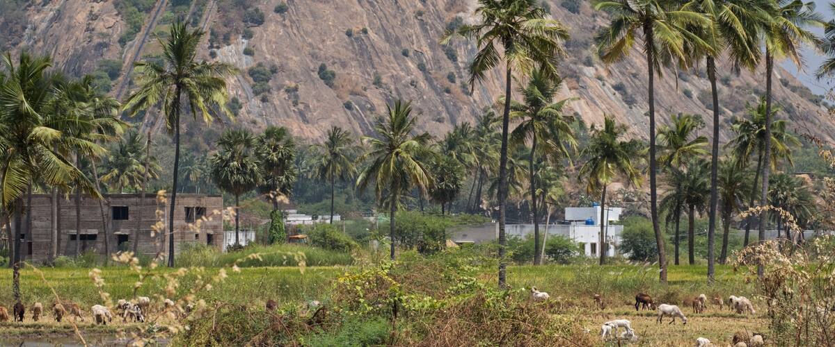 A hilly landscape with palm trees, a herd of sheep, and a building on the hilltop.