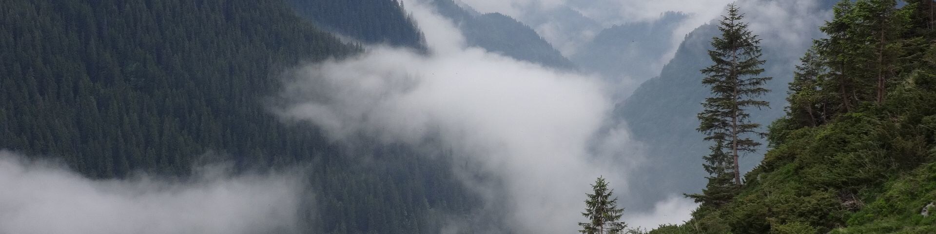 Un paisaje montañoso con bosques densos, afloramientos rocosos y un valle cubierto de niebla.