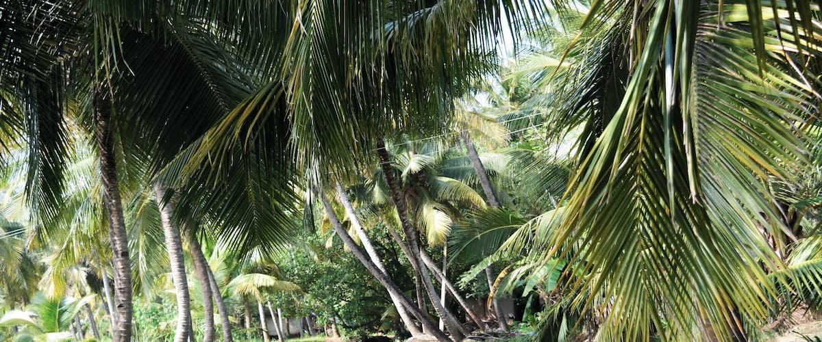 An unforgettable day cruising through the Kollam backwaters on a canoe
#Green