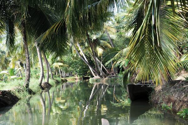 An unforgettable day cruising through the Kollam backwaters on a canoe
#Green