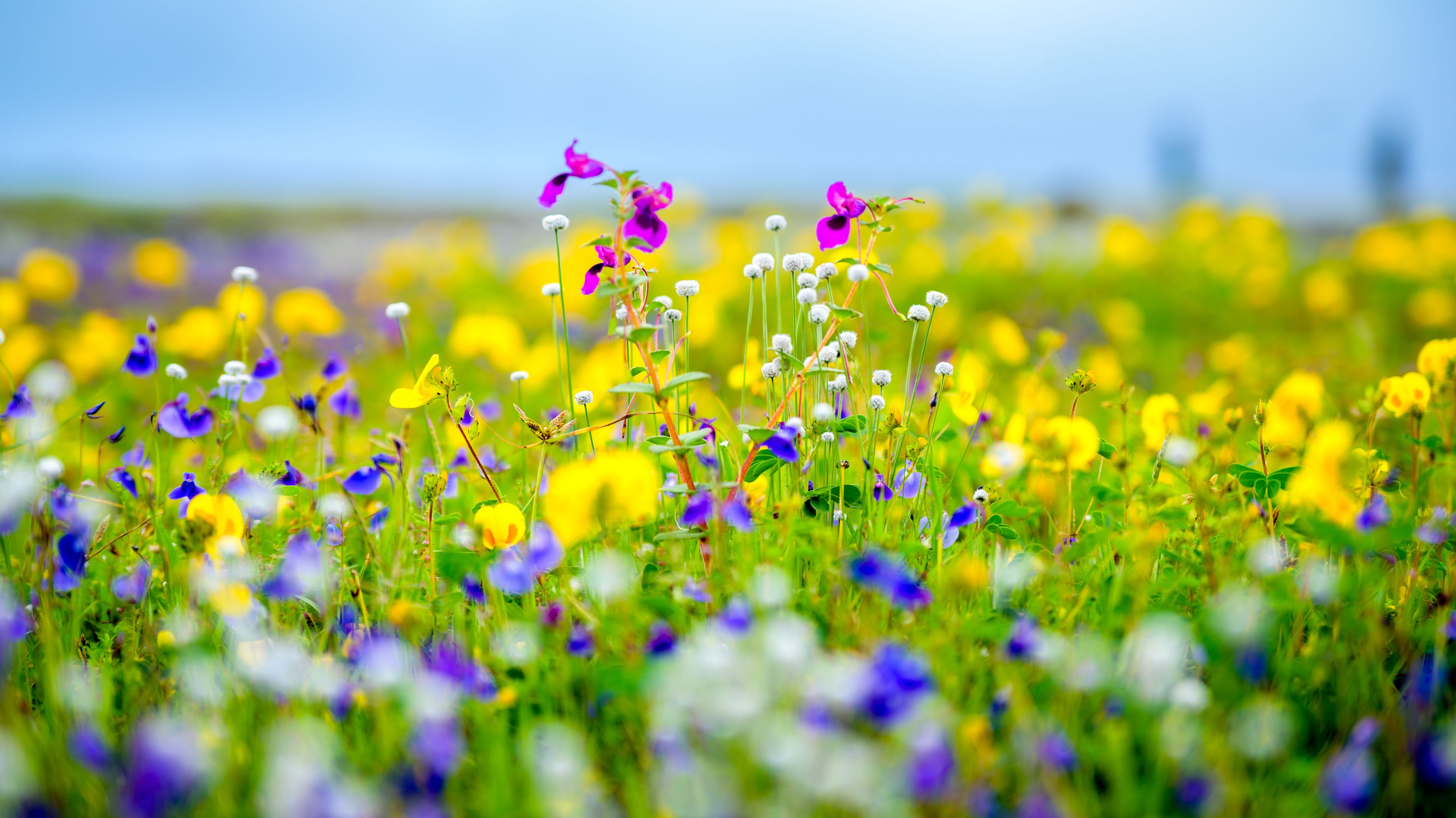 A field of wildflowers with purple, yellow, and white blooms.