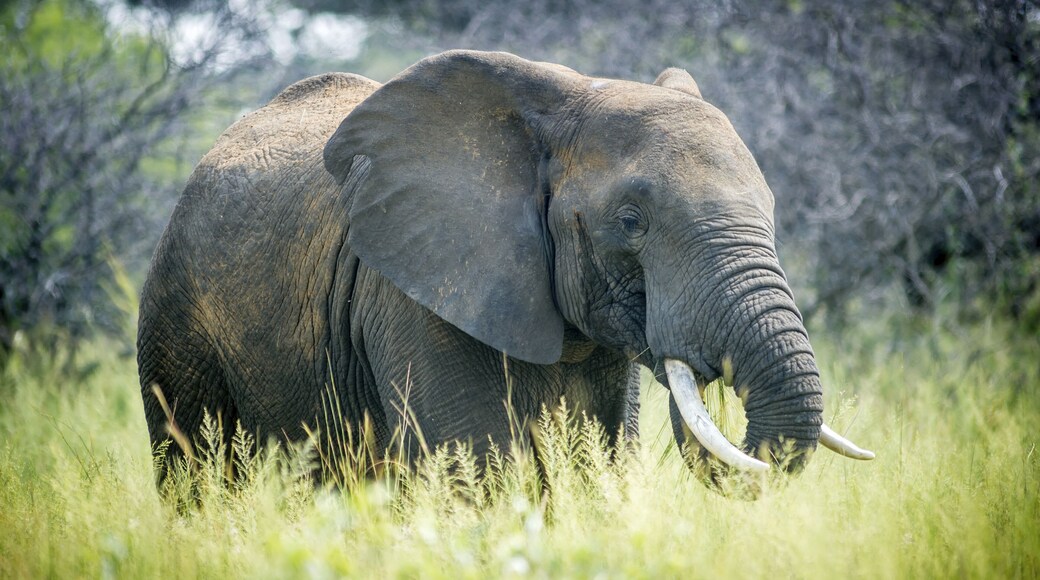 Reserva de caza Dinokeng