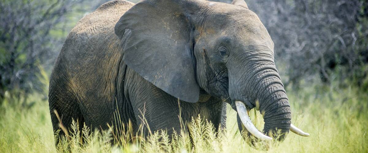 An elephant in a grassy field with trees in the background.