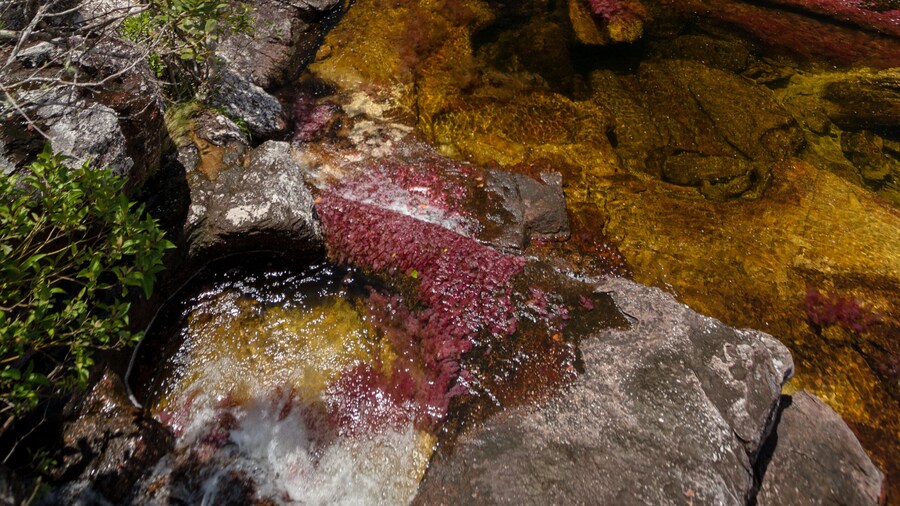 Caño Cristales