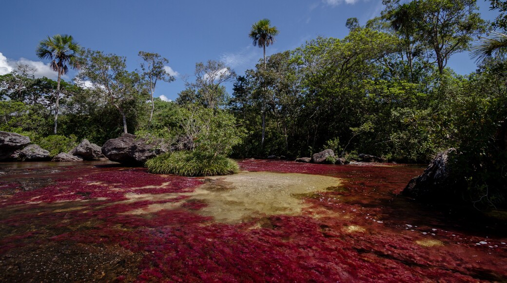 Luxuriant nature in Cano Cristales.