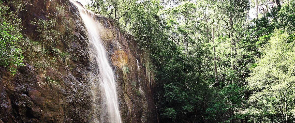 A waterfall cascading into a calm pool surrounded by lush greenery.