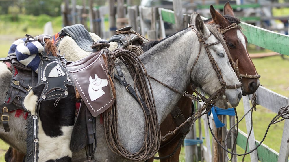 May 27, 2017 Sangolqui, Ecuador: closeup details of saddled up horses in the Andes area
