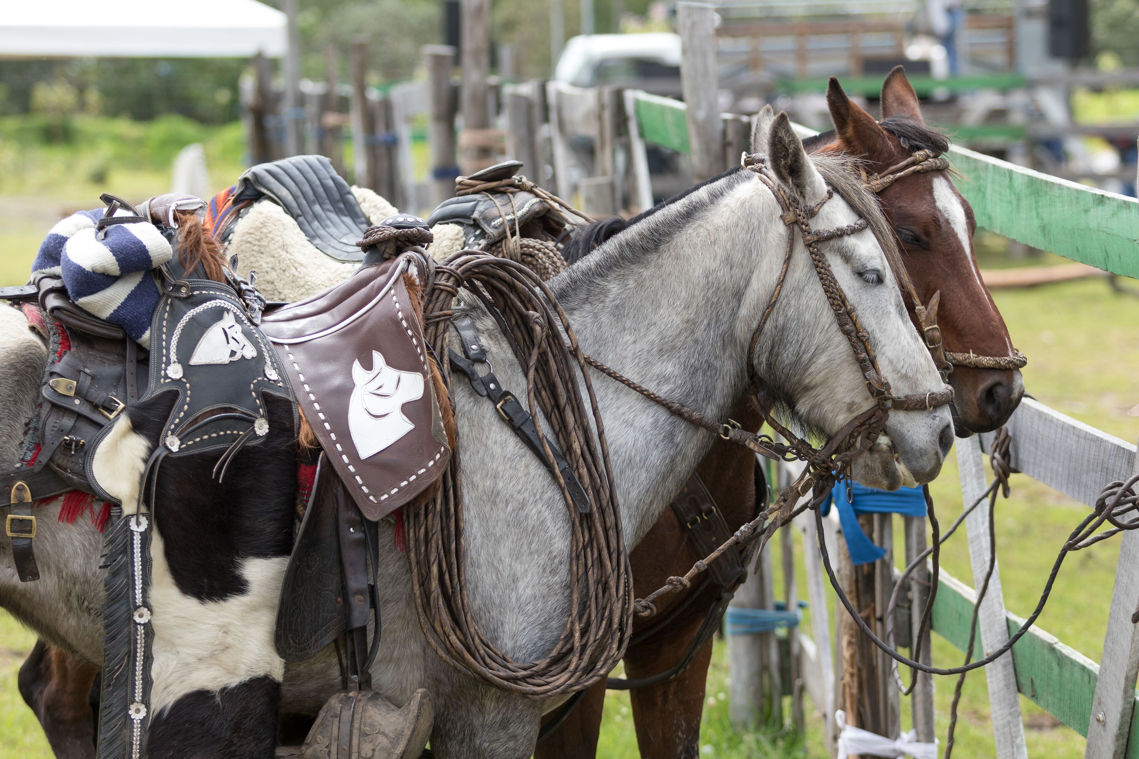 A horse with a saddle and bridle, standing next to a wooden fence.
