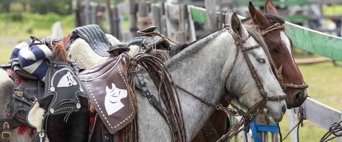 A horse with a saddle and bridle, standing next to a wooden fence.