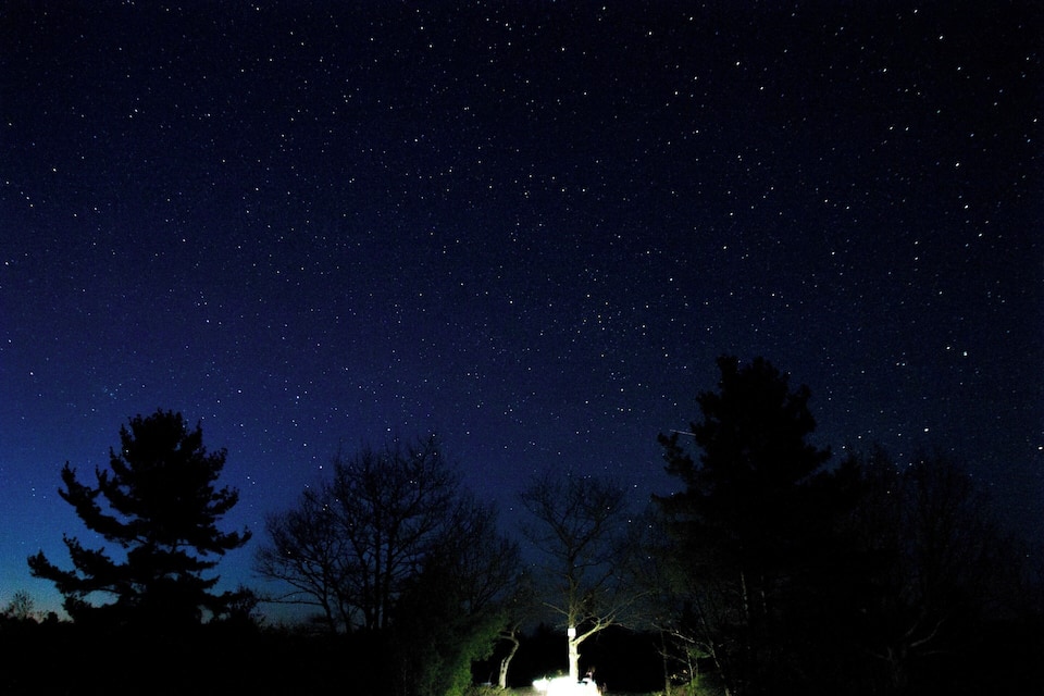 A night sky filled with stars, a silhouette of a tree, and a distant light source.