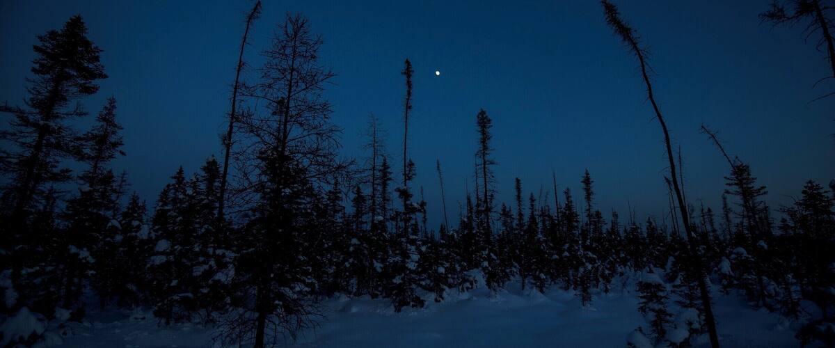 A snowy forest with tall trees and a visible moon in the sky.