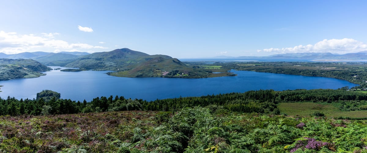 panroama landscape of colorful summer heath with a view of Caragh Lake and the mountains of the Dingle Peninusla in County Kerry