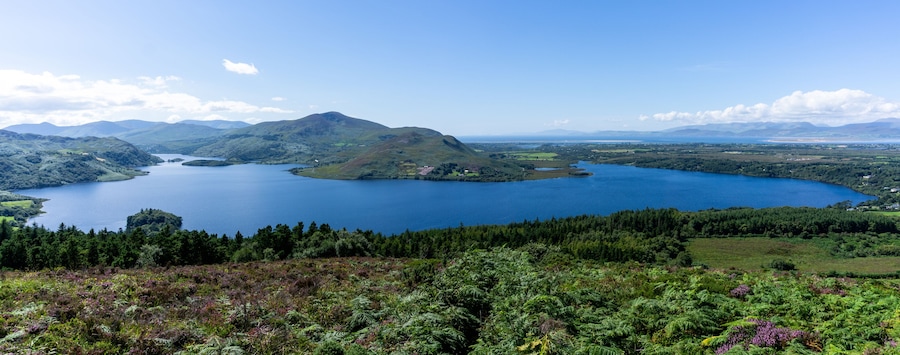 panroama landscape of colorful summer heath with a view of Caragh Lake and the mountains of the Dingle Peninusla in County Kerry