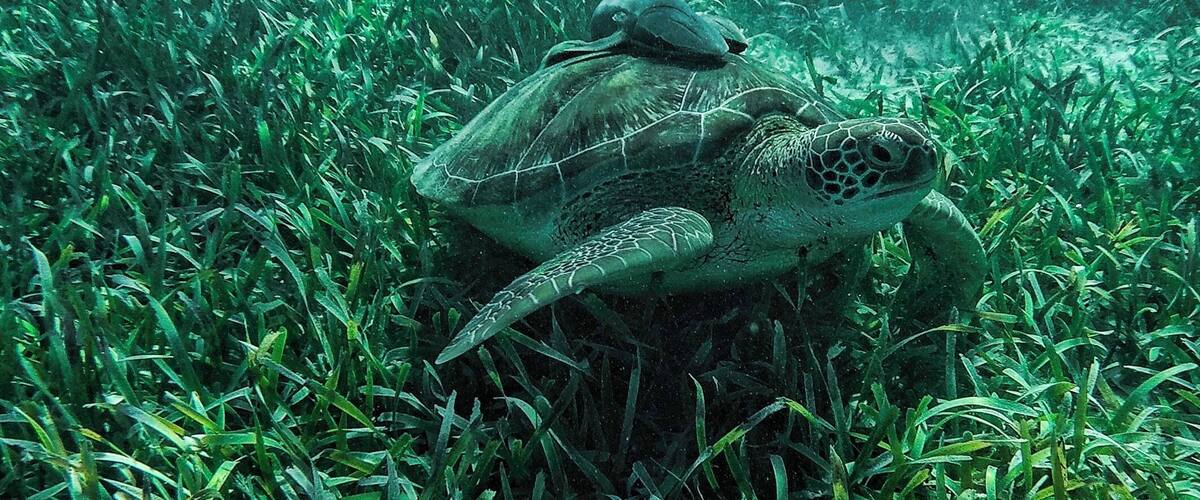 Sea turtle with passenger in a coral reef