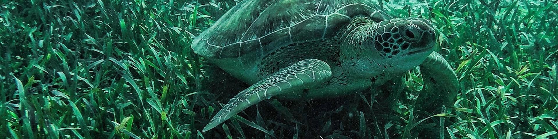 Sea turtle with passenger in a coral reef