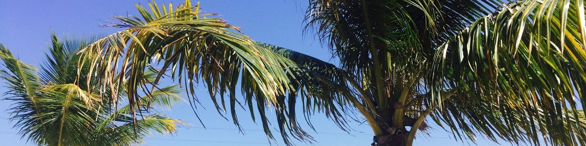 Uma praia com palmeiras, espreguiçadeiras e um céu azul límpido.