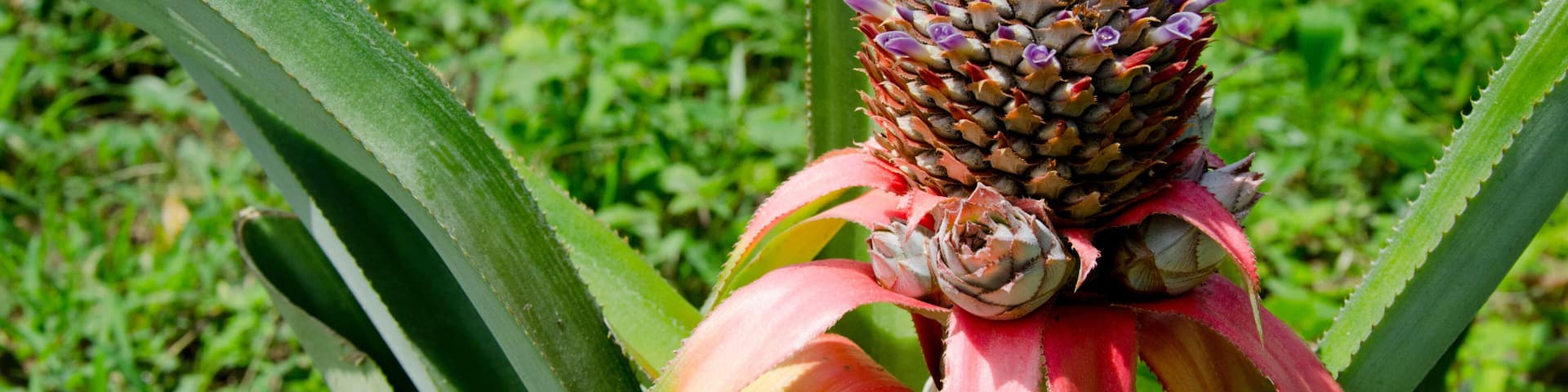 Belize, Punta Gorda, Columbia. Agouti Cacao Farm. Sustainable mountain farm that specializes in cacao trees. Pineapple plant.