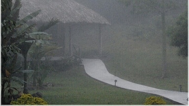 Cabana at the La Milpa Ecolodge and Research Station seen in the early morning fog. The lodge is in the Rio Bravo Conservation area in the Belizean rainforest near the Guatemalan and Mexican borders and attracts birders and those interested in the local wildlife and Mayan ruins. The tree on the right is a kapok or ceiba tree, which Mayans believed represented the hierarchical structure of the universe.