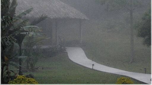 Cabana at the La Milpa Ecolodge and Research Station seen in the early morning fog. The lodge is in the Rio Bravo Conservation area in the Belizean rainforest near the Guatemalan and Mexican borders and attracts birders and those interested in the local wildlife and Mayan ruins. The tree on the right is a kapok or ceiba tree, which Mayans believed represented the hierarchical structure of the universe.