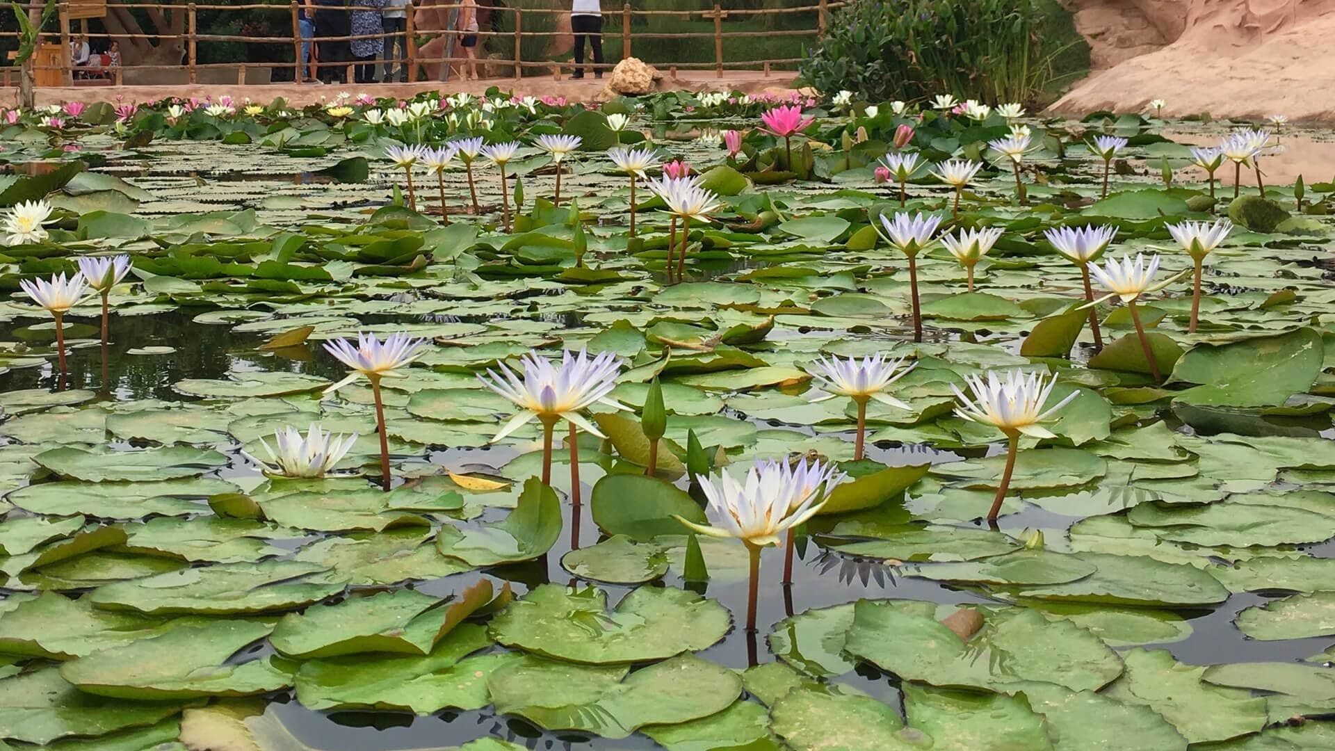 A day trip near Agadir – the Crocoparc Agadir! You see not only wild creatures, but also incredibly beautiful plants – Crocoparc Agadir is indeed a recommendation! The Crocoparc Agadir is an incredible place, with the probably oldest creatures of this earth and some of the most beautiful plants in the world.

More on ... http://bit.ly/CrocoparcAgadir