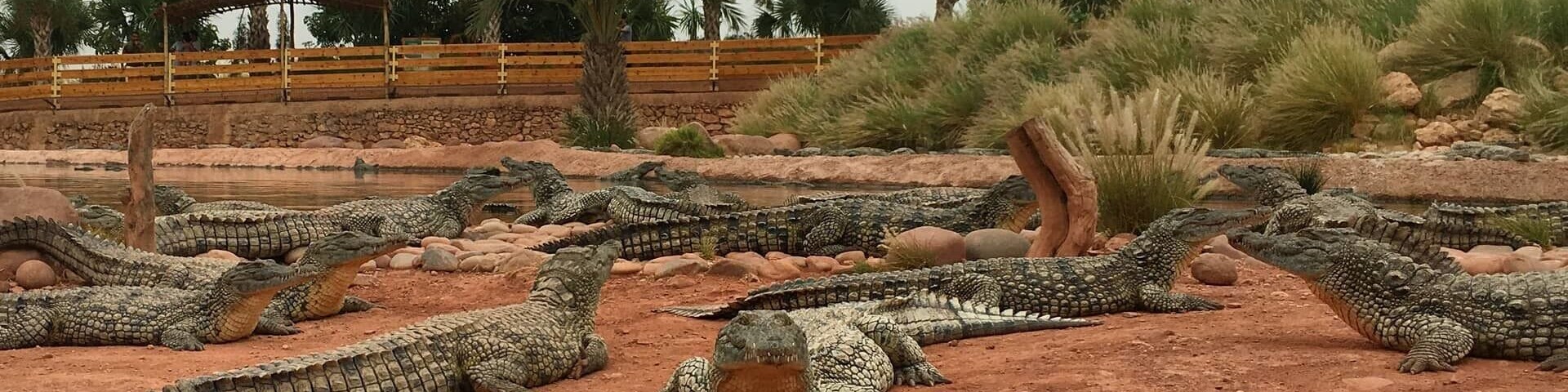A day trip near Agadir – the Crocoparc Agadir! You see not only wild creatures, but also incredibly beautiful plants – Crocoparc Agadir is indeed a recommendation! The Crocoparc Agadir is an incredible place, with the probably oldest creatures of this earth and some of the most beautiful plants in the world.
More on ... http://bit.ly/CrocoparcAgadir