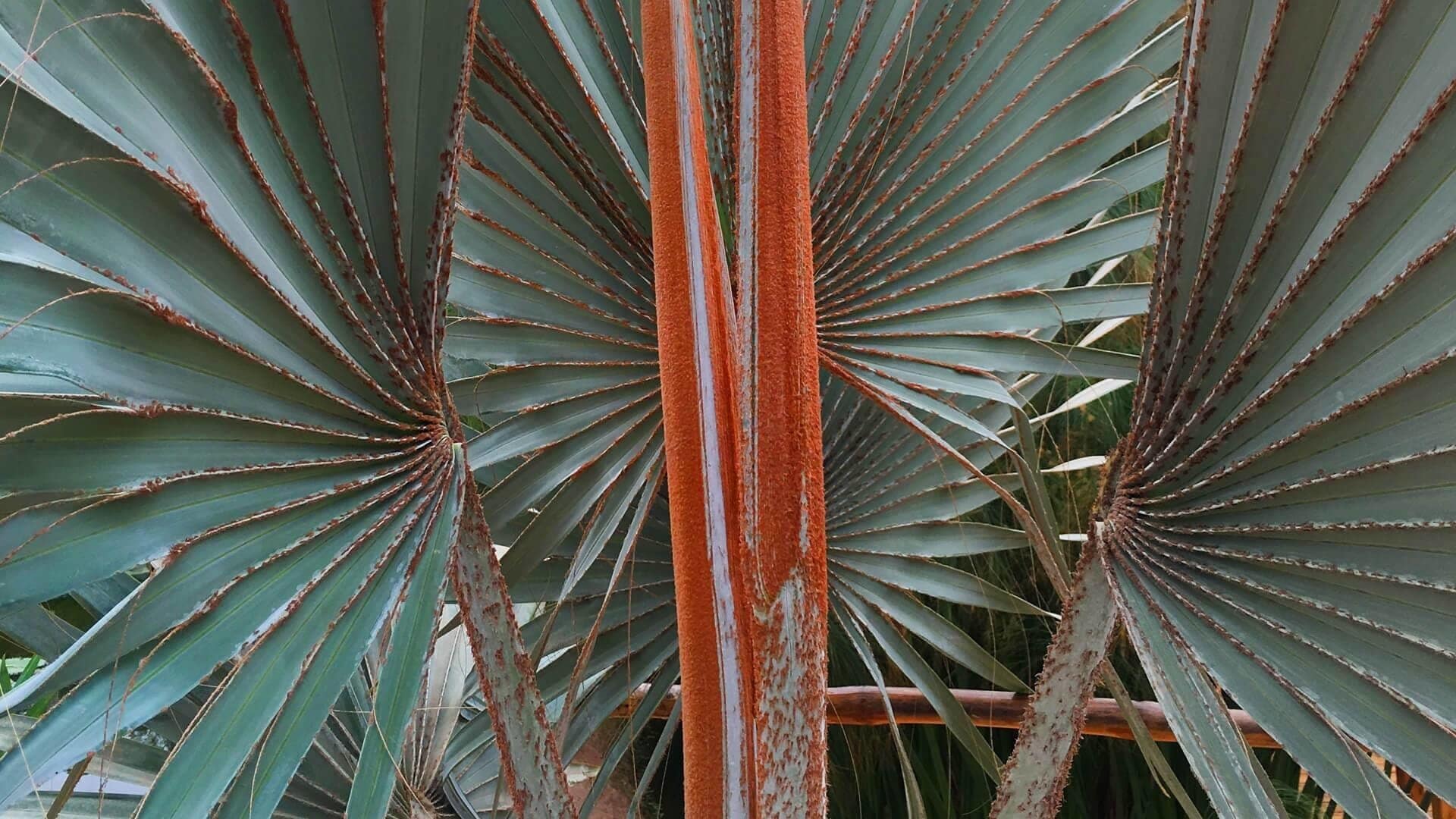 A day trip near Agadir – the Crocoparc Agadir! You see not only wild creatures, but also incredibly beautiful plants – Crocoparc Agadir is indeed a recommendation! The Crocoparc Agadir is an incredible place, with the probably oldest creatures of this earth and some of the most beautiful plants in the world.

More on ... http://bit.ly/CrocoparcAgadir