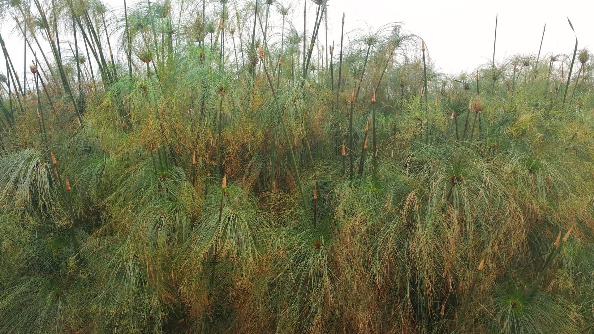 A day trip near Agadir – the Crocoparc Agadir! You see not only wild creatures, but also incredibly beautiful plants – Crocoparc Agadir is indeed a recommendation! The Crocoparc Agadir is an incredible place, with the probably oldest creatures of this earth and some of the most beautiful plants in the world.

More on ... http://bit.ly/CrocoparcAgadir