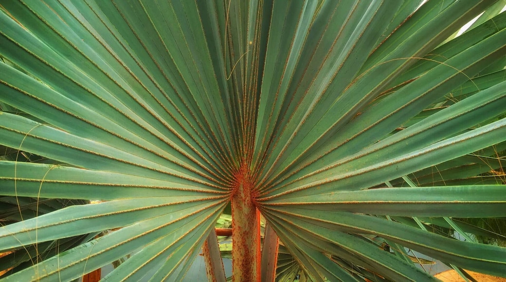 A day trip near Agadir – the Crocoparc Agadir! You see not only wild creatures, but also incredibly beautiful plants – Crocoparc Agadir is indeed a recommendation! The Crocoparc Agadir is an incredible place, with the probably oldest creatures of this earth and some of the most beautiful plants in the world.
More on ... http://bit.ly/CrocoparcAgadir