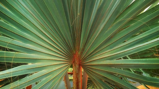 A day trip near Agadir – the Crocoparc Agadir! You see not only wild creatures, but also incredibly beautiful plants – Crocoparc Agadir is indeed a recommendation! The Crocoparc Agadir is an incredible place, with the probably oldest creatures of this earth and some of the most beautiful plants in the world.
More on ... http://bit.ly/CrocoparcAgadir