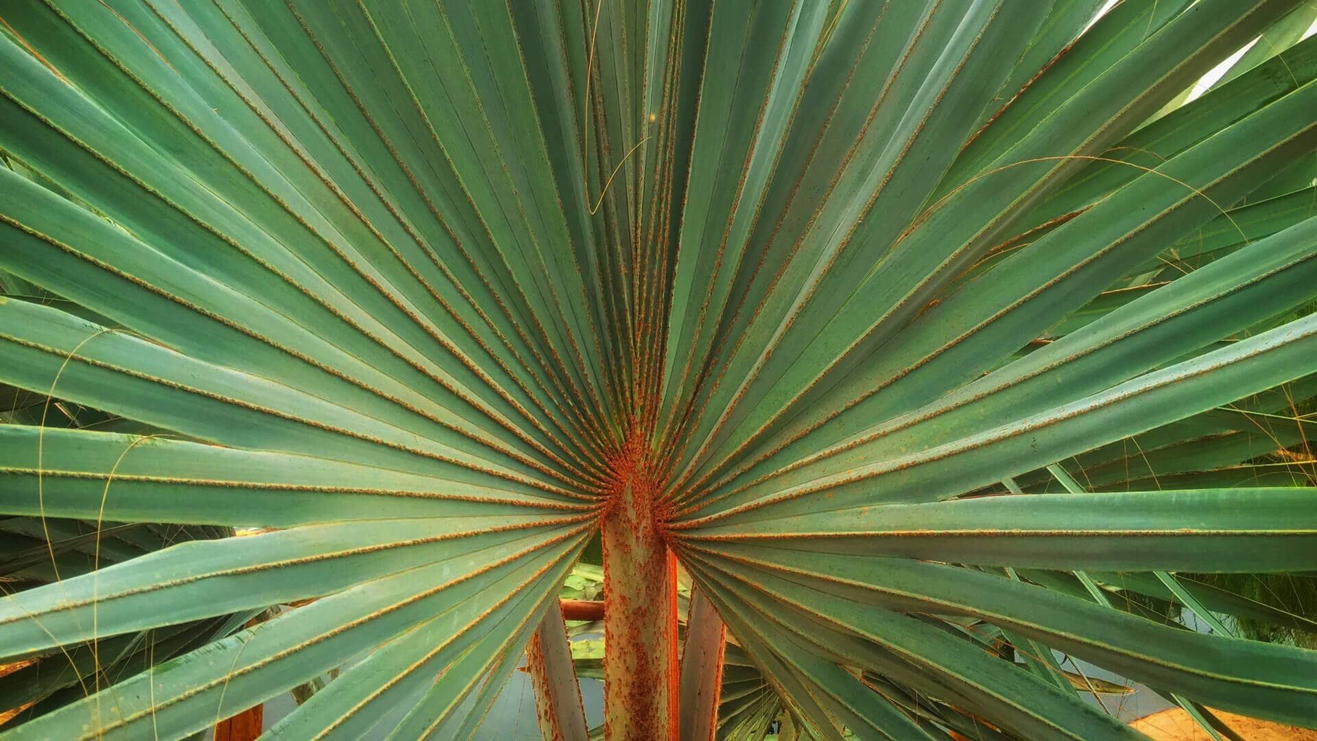 A large, green, fan-shaped plant with a central red stem.