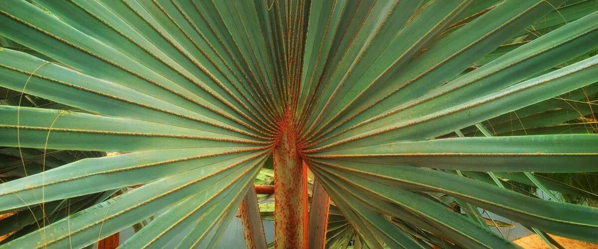A large, green, fan-shaped plant with a central red stem.
