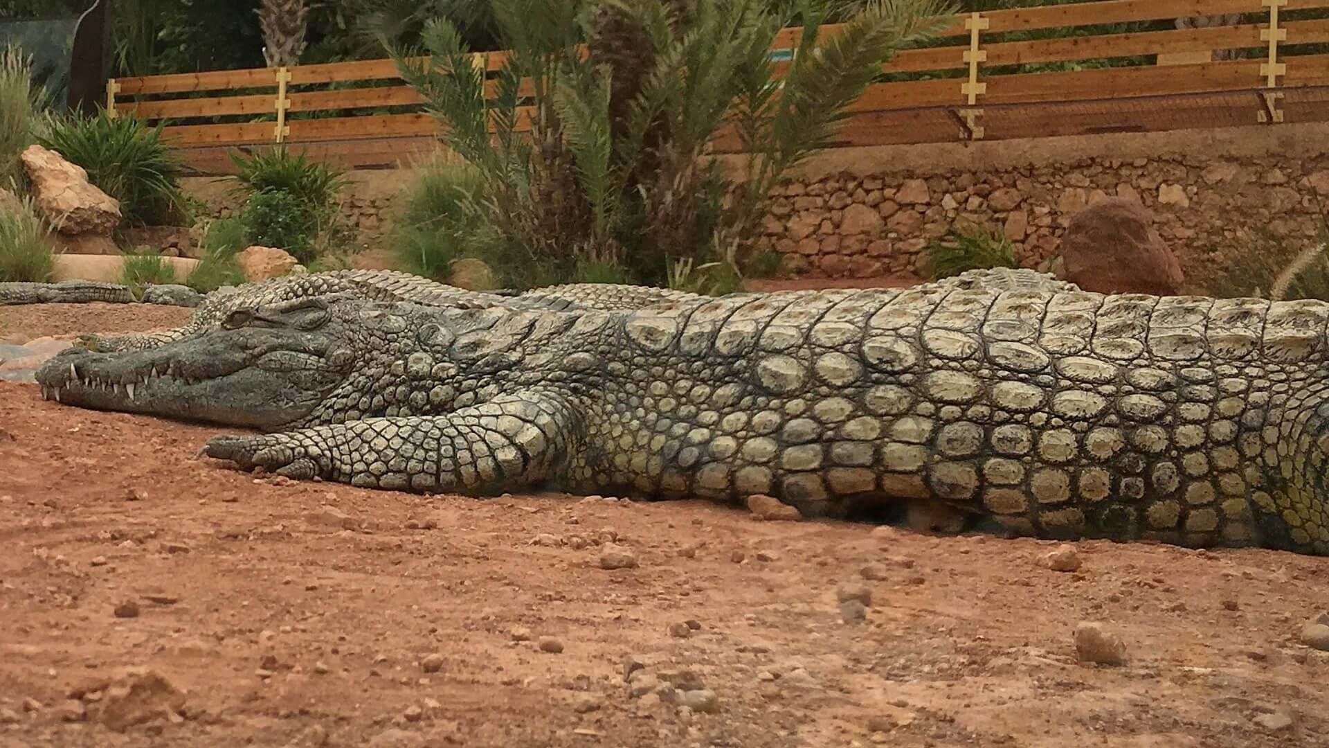 A day trip near Agadir – the Crocoparc Agadir! You see not only wild creatures, but also incredibly beautiful plants – Crocoparc Agadir is indeed a recommendation! The Crocoparc Agadir is an incredible place, with the probably oldest creatures of this earth and some of the most beautiful plants in the world.

More on ... http://bit.ly/CrocoparcAgadir