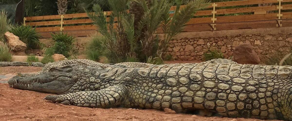 A day trip near Agadir – the Crocoparc Agadir! You see not only wild creatures, but also incredibly beautiful plants – Crocoparc Agadir is indeed a recommendation! The Crocoparc Agadir is an incredible place, with the probably oldest creatures of this earth and some of the most beautiful plants in the world.
More on ... http://bit.ly/CrocoparcAgadir