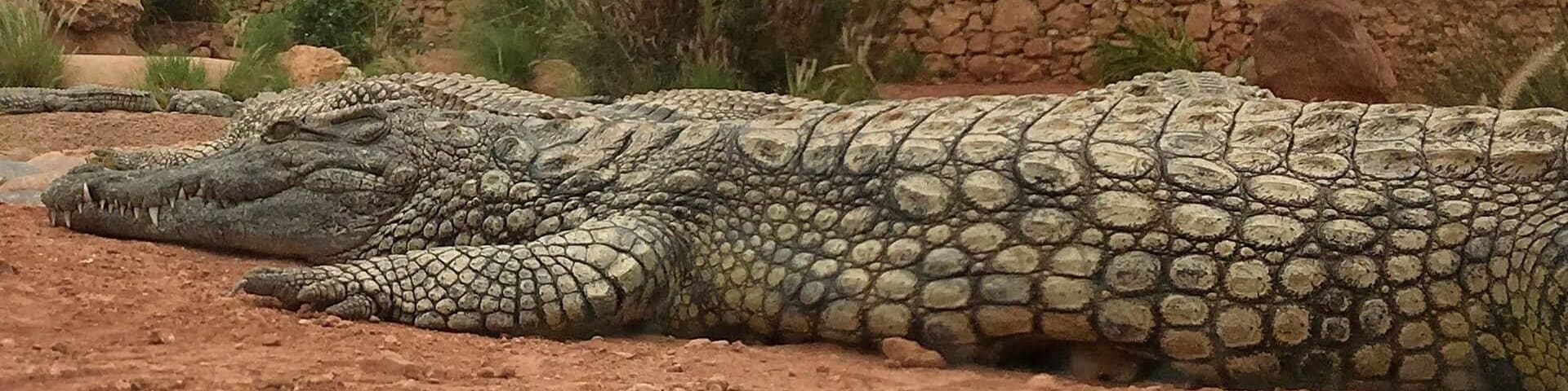 A day trip near Agadir – the Crocoparc Agadir! You see not only wild creatures, but also incredibly beautiful plants – Crocoparc Agadir is indeed a recommendation! The Crocoparc Agadir is an incredible place, with the probably oldest creatures of this earth and some of the most beautiful plants in the world.
More on ... http://bit.ly/CrocoparcAgadir
