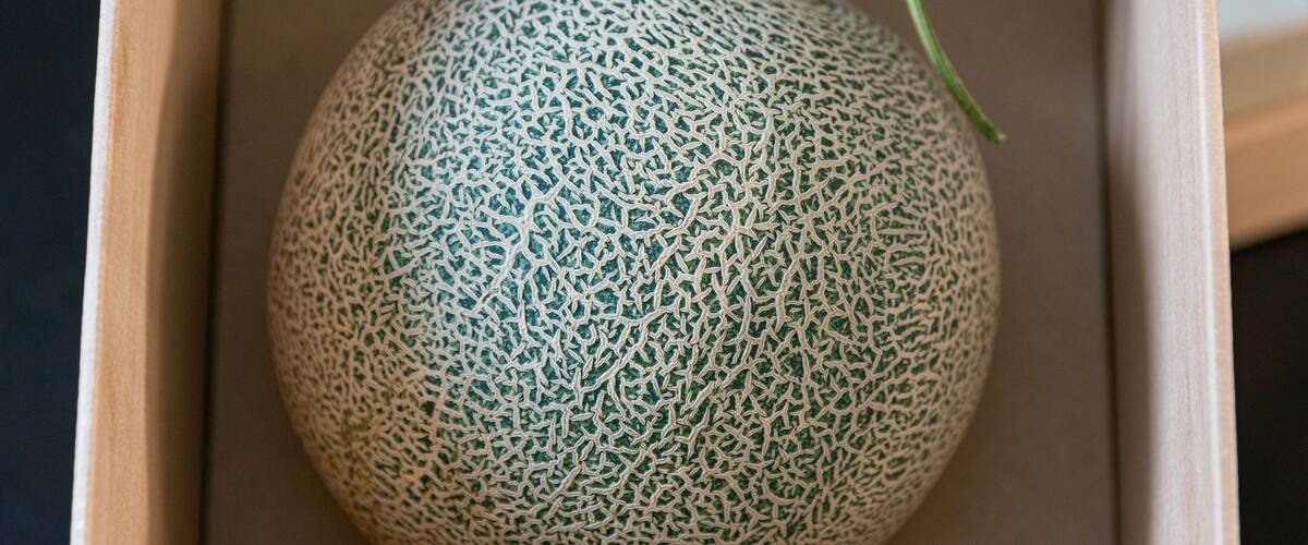 High quality Japan melon