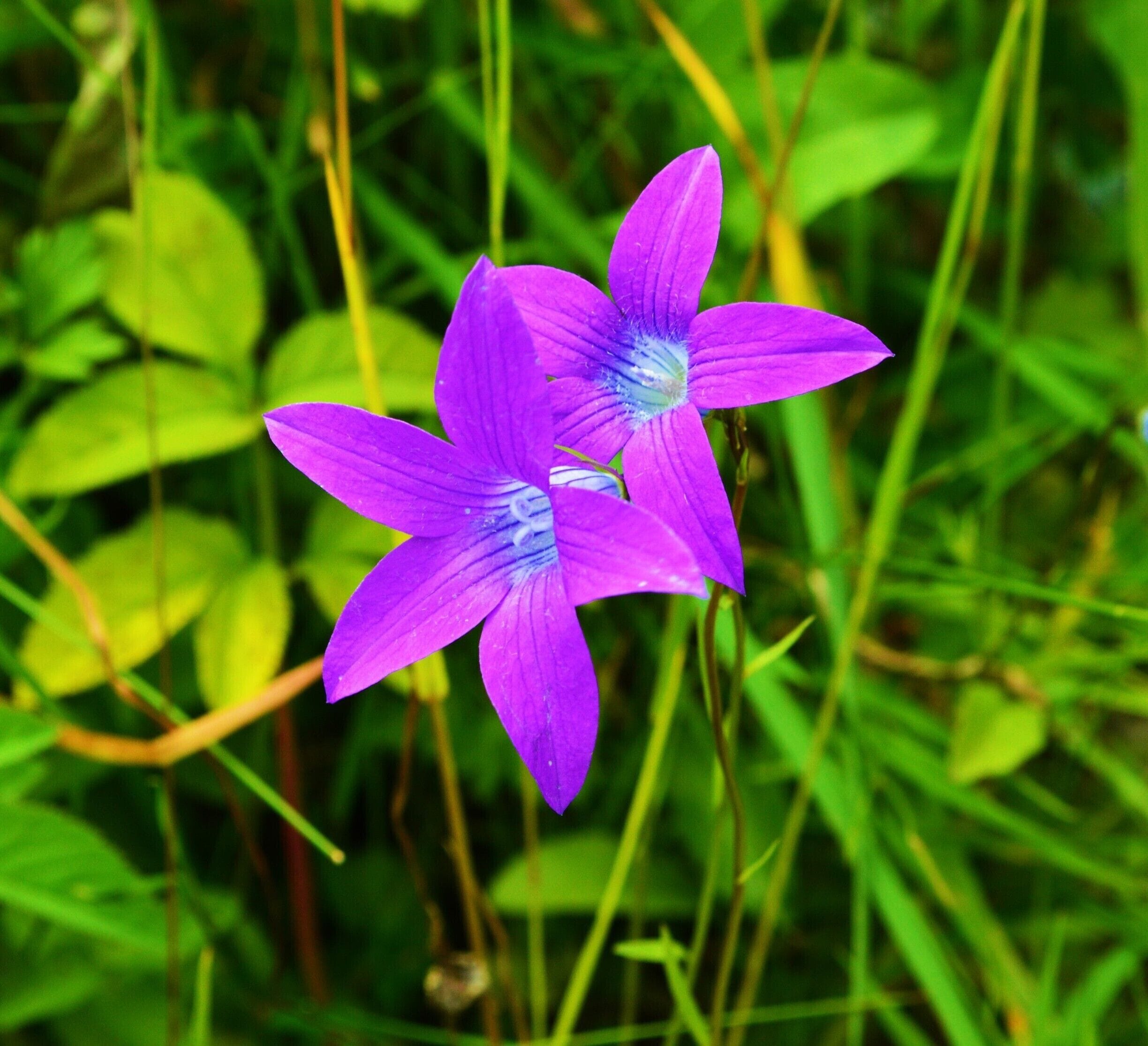 The beauty of nature