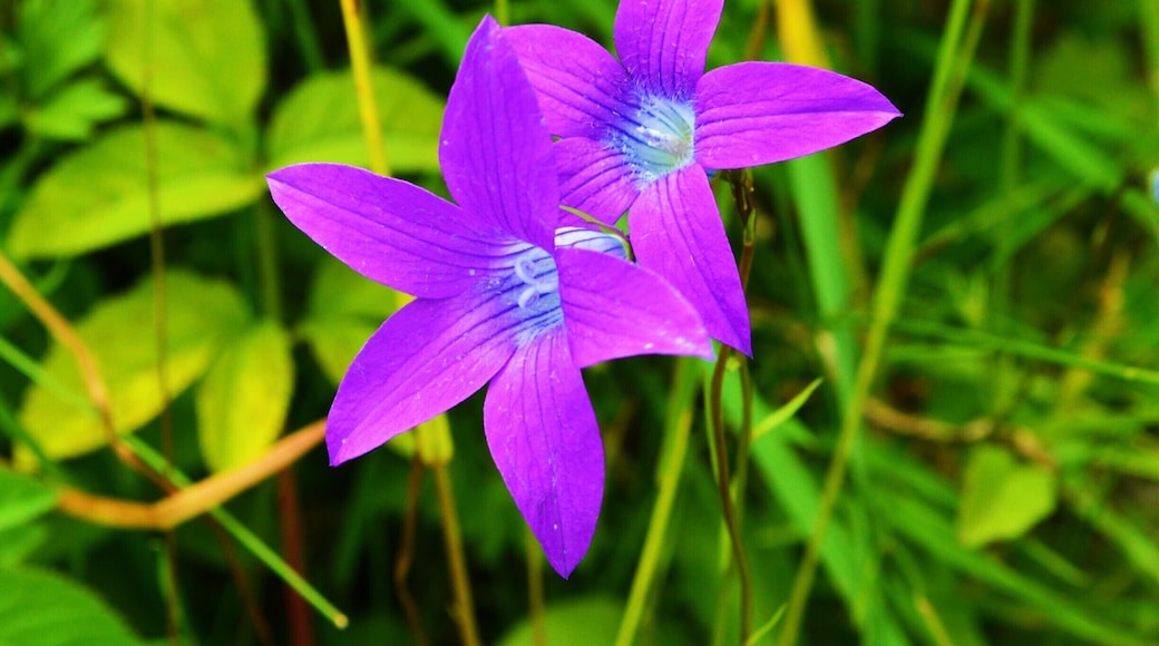 The beauty of nature