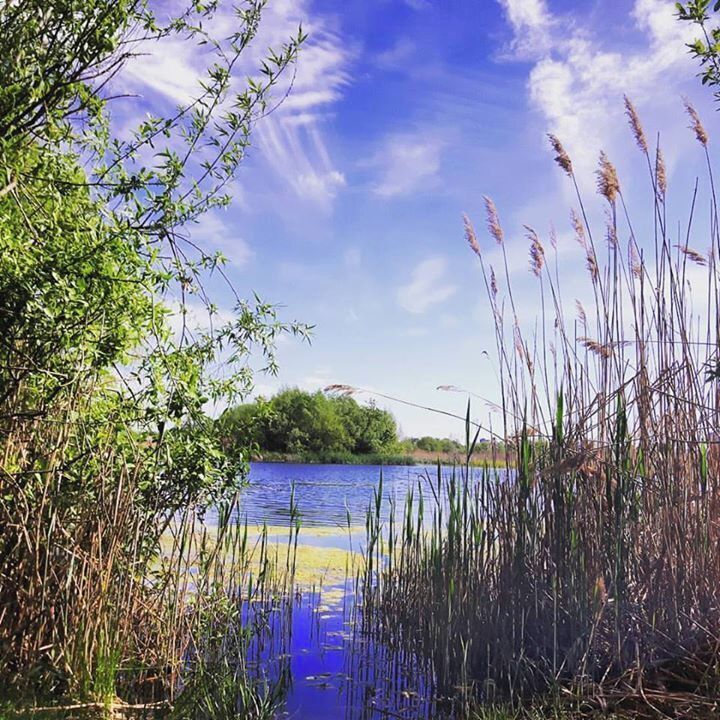 A calm lake surrounded by lush greenery and tall grasses.
