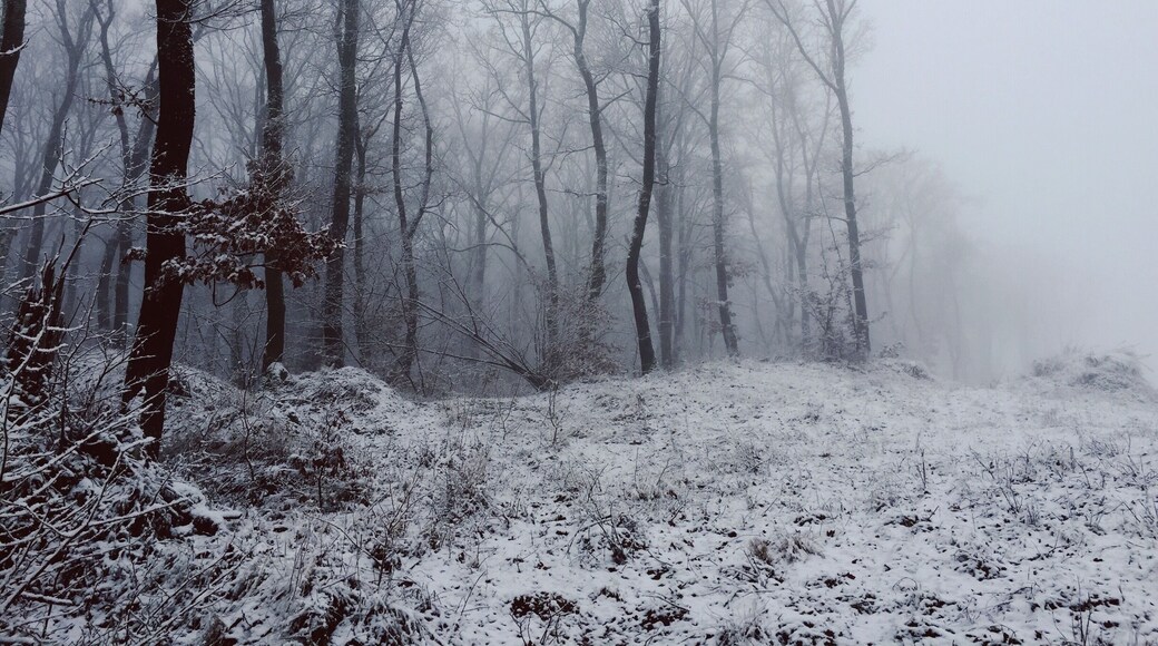 Driving to Cluj using the new detour and with high probability every winter morning looks foggy like this! Stop and shoot it!