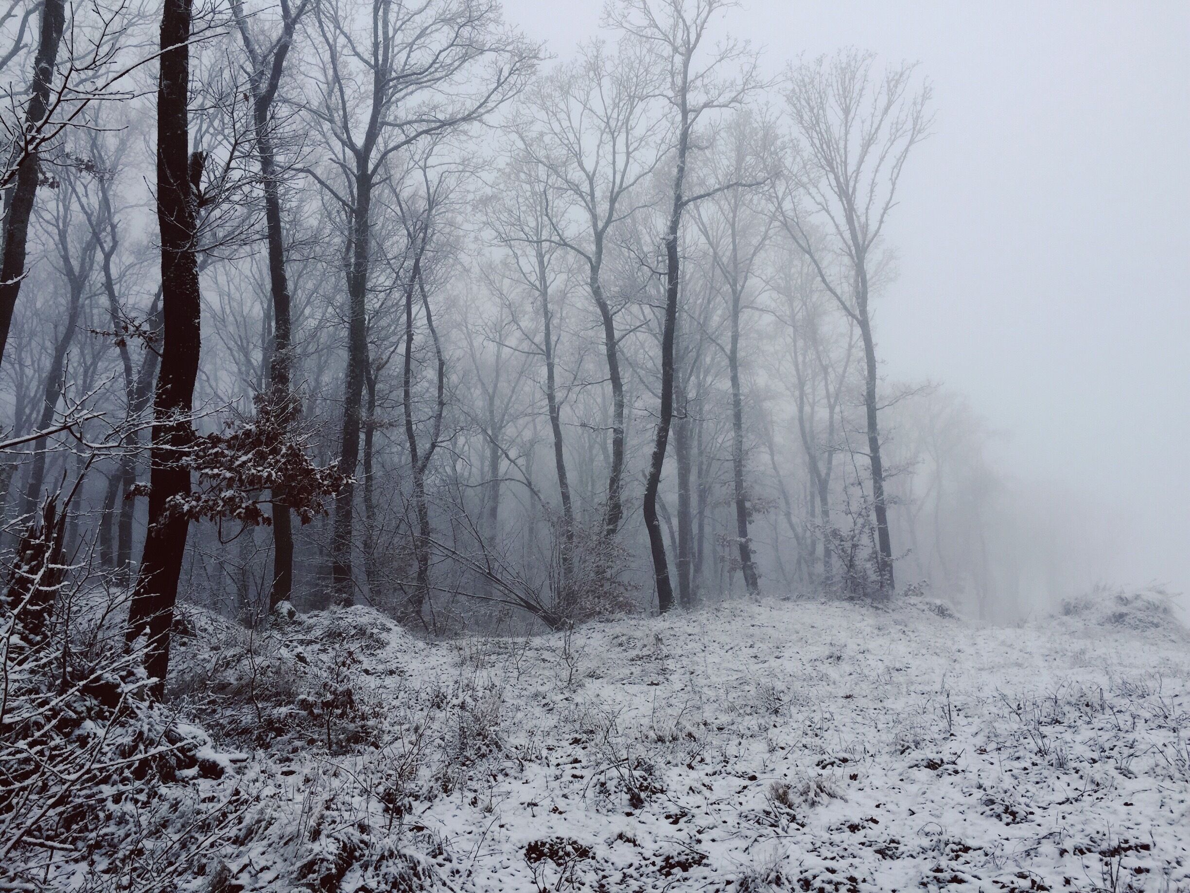 A snowy forest with tall trees and a foggy atmosphere.