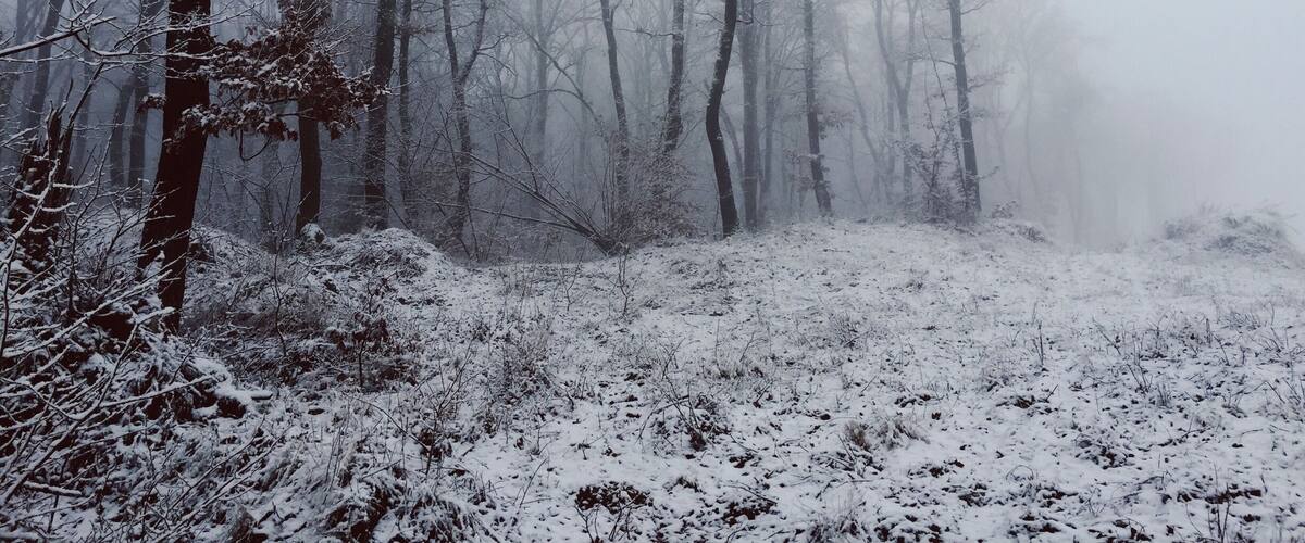 A snowy forest with tall trees and a foggy atmosphere.