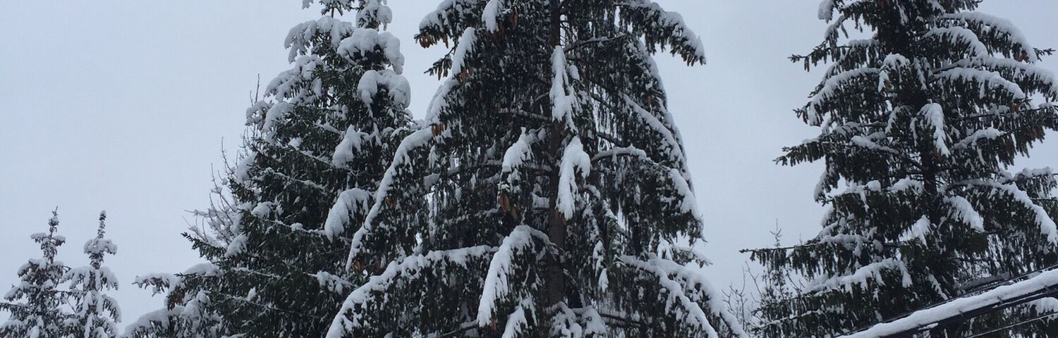 Un árbol de hoja perenne cubierto de nieve con una valla de madera al frente.