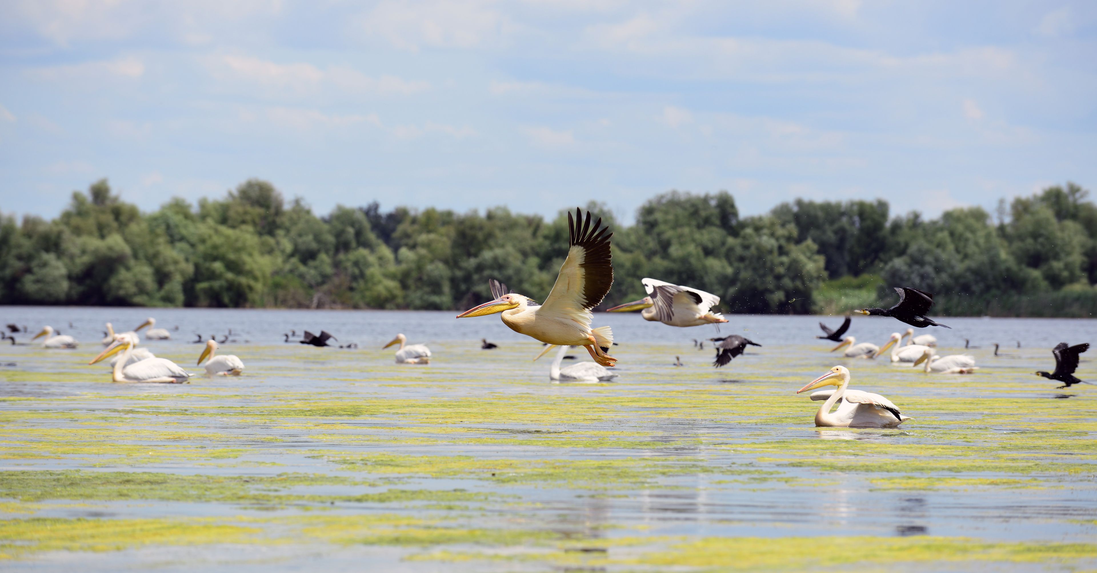 A group of pelicans on a water body with a forest in the background.