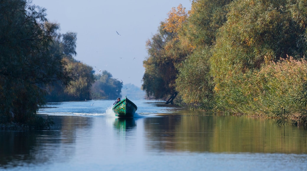 A narrow waterway flanked by dense trees, a green boat with a person in the center, and a clear sky.