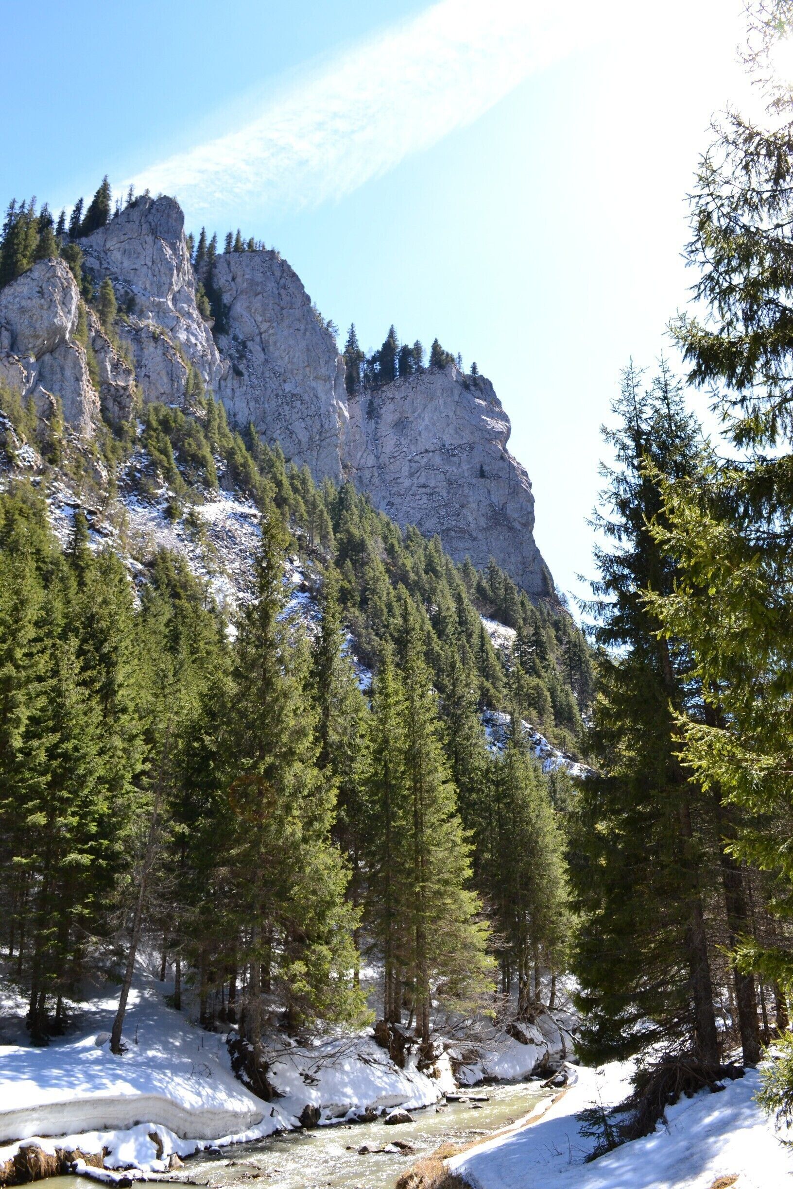 A snow-covered forest with a rocky mountain in the background.