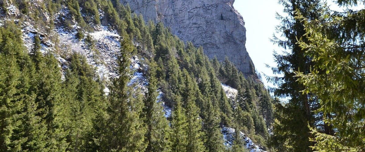 A snow-covered forest with a rocky mountain in the background.