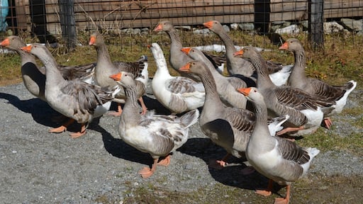 They just say: "Hello!" :)