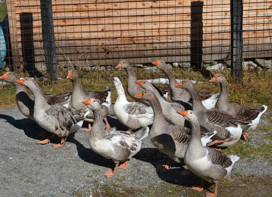 They just say: "Hello!" :)